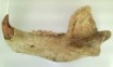 Cave Bear Jaw 2