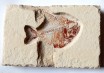 Lebanese Diplomystus Fish