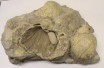 Siberian shell fossils