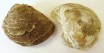 Pair fossil Oyster Shells