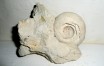 Coiled gastropod