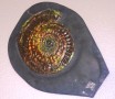 Caloceras Ammonite
