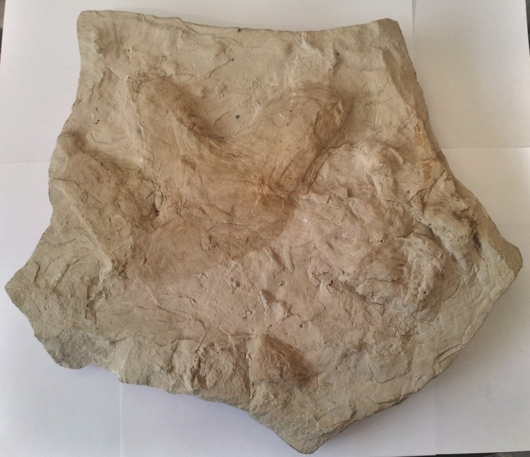 dinosaur track fossil