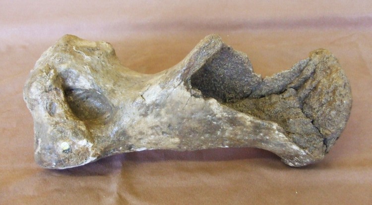 Rhino Bone