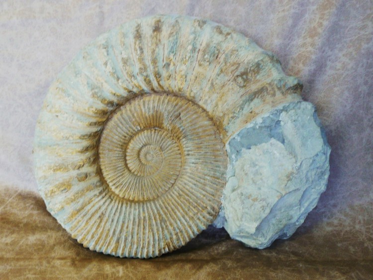 largest ammonite