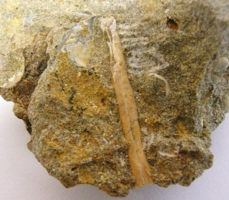 pterosaur bones