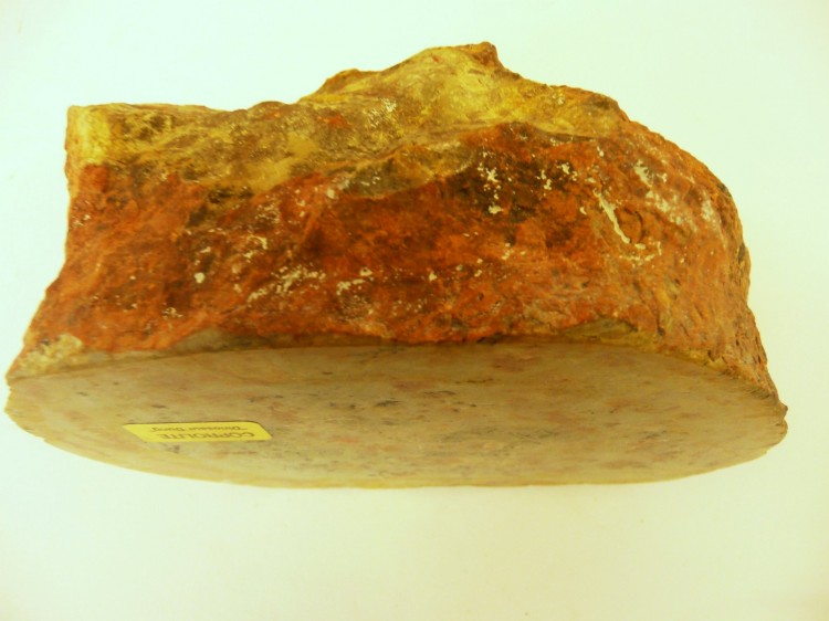 dinosaur coprolite for sale